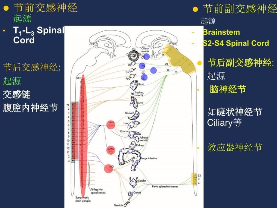 一传出神经系统药理学概论_第5页