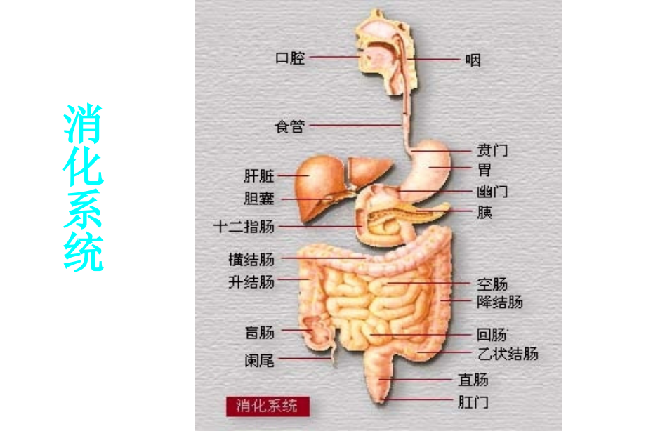 病理学：消化系统 ppt课件_第3页