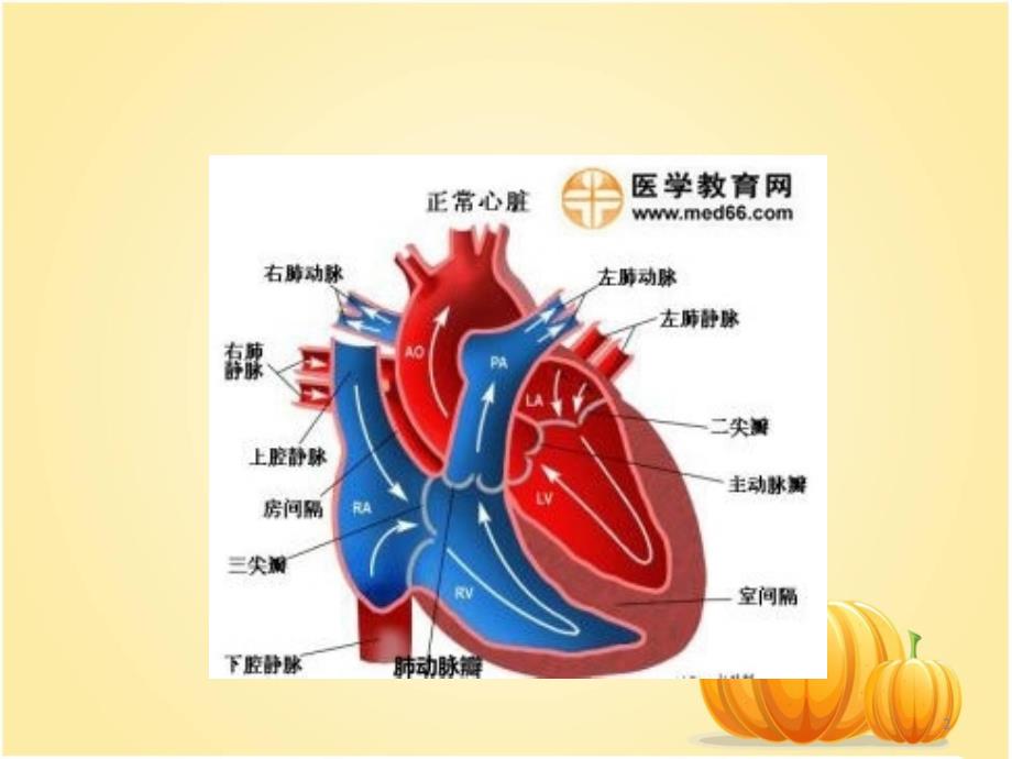 风湿性心脏病的护理查房PPT参考幻灯片_第2页