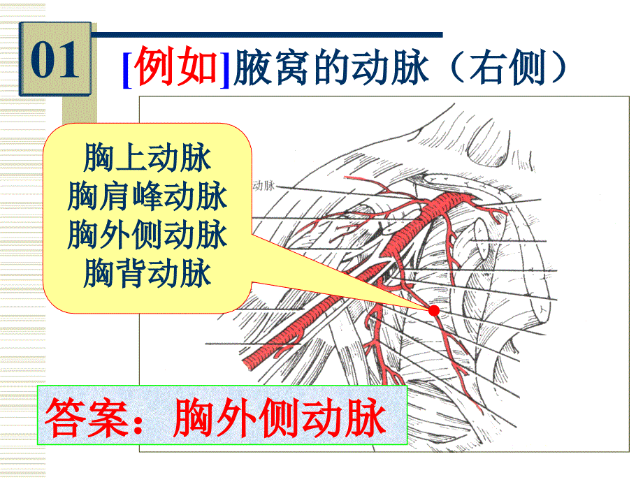 系统解剖学实验课件：2005-2006-1《系统解剖》108实验考 答案_第2页