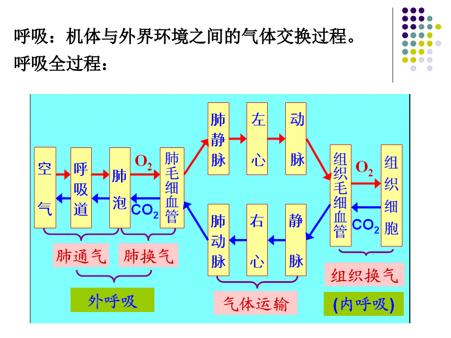 生理学课件：呼吸_第2页