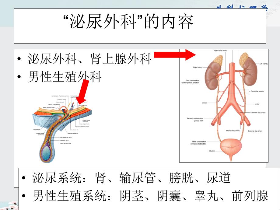 外科护理学课件：第35章 泌尿、男性生殖系统外科疾病的主要症状与检查_第3页