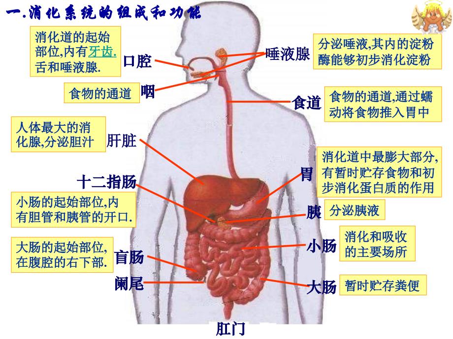 《生物消化和吸收》PPT课件.ppt_第2页