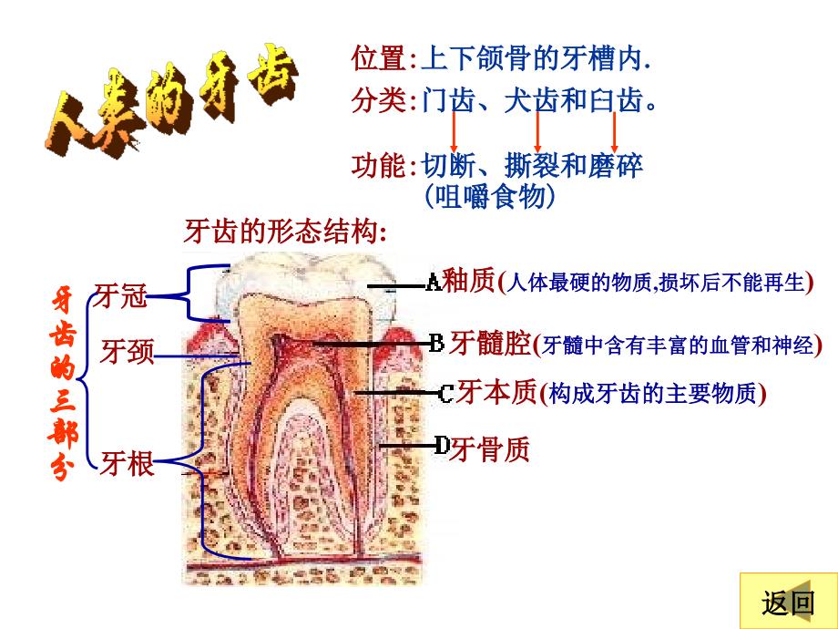 《生物消化和吸收》PPT课件.ppt_第3页