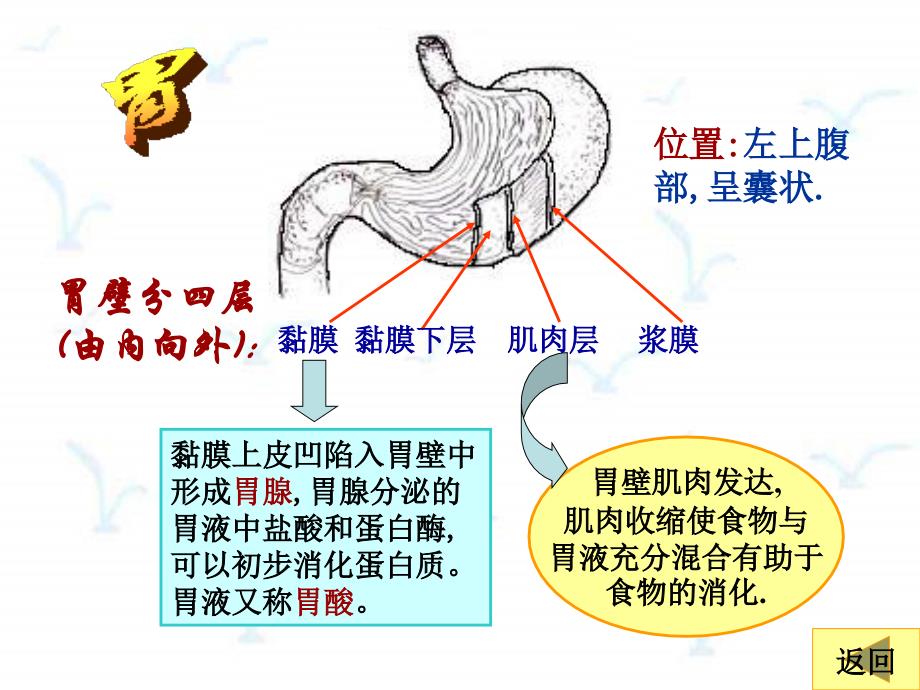 《生物消化和吸收》PPT课件.ppt_第4页