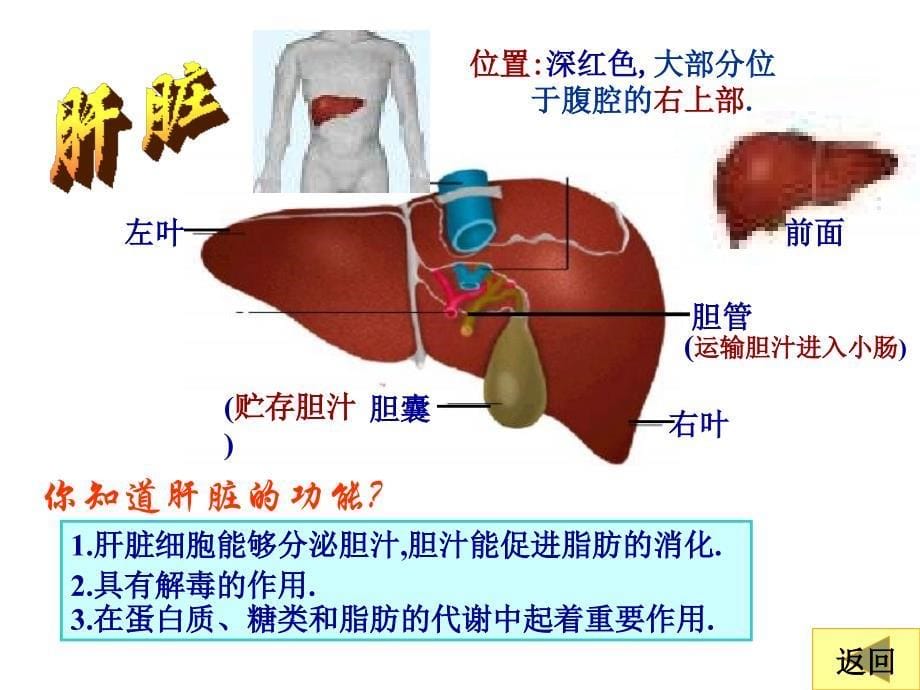 《生物消化和吸收》PPT课件.ppt_第5页