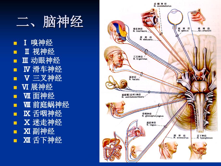 人体解剖学第九章神经系统脑神经 2_第2页