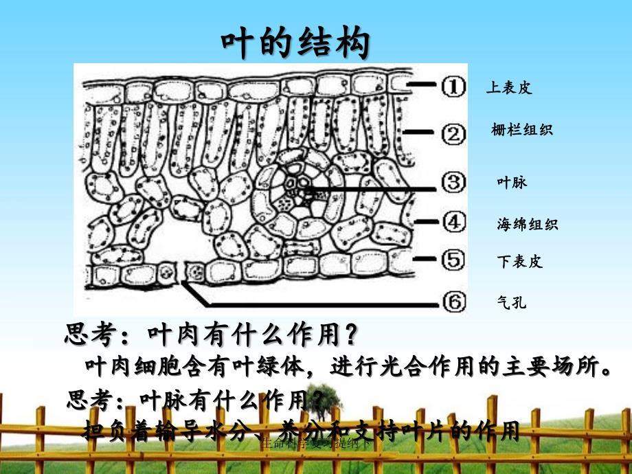 生命科学复习提纲下_第2页