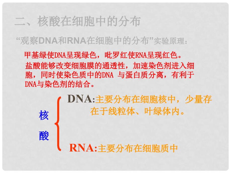 江西省南昌市湾里一中高中生物 第二章 第三节 遗传信息的携带者 核酸课件 新人教版必修1_第4页