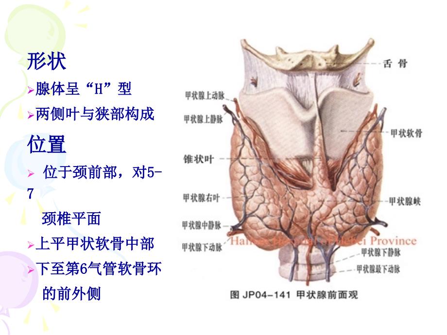 颈部疾病诊治PPT课件_第4页