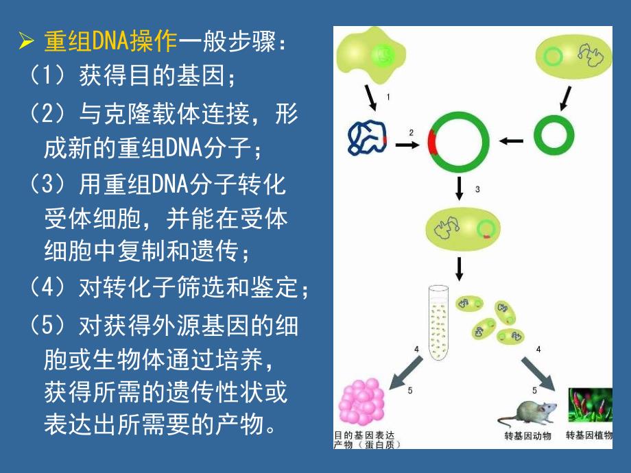 生物高中必修2第六章第二节课件3_第4页