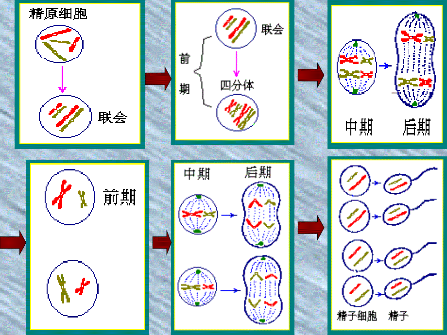 221减数分裂_第4页