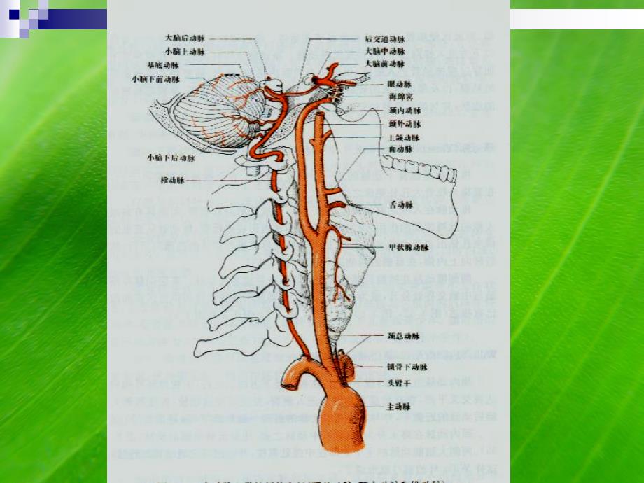 脑血管解剖图_第1页