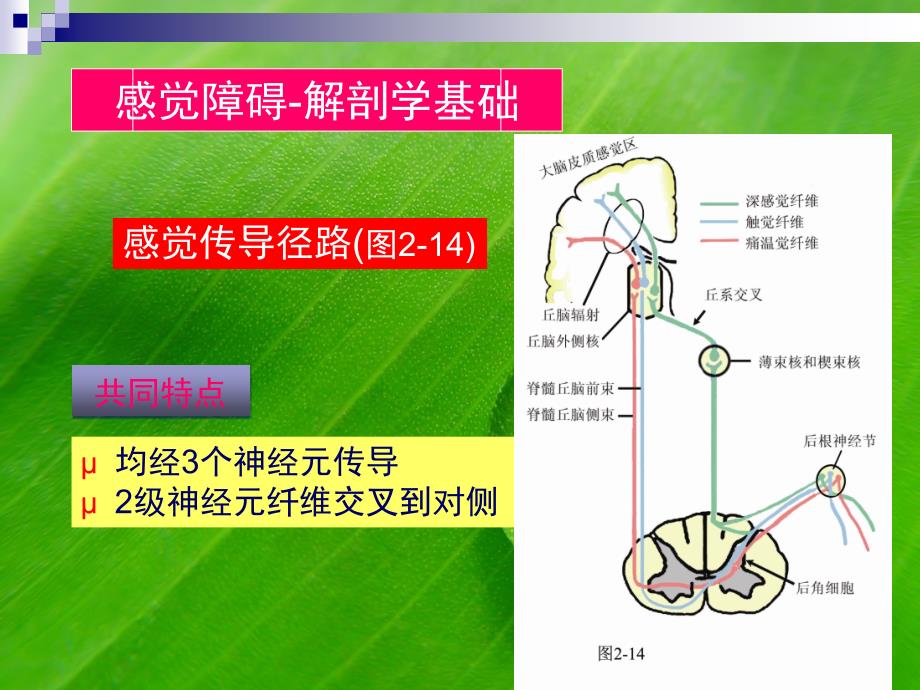 脑血管解剖图_第3页