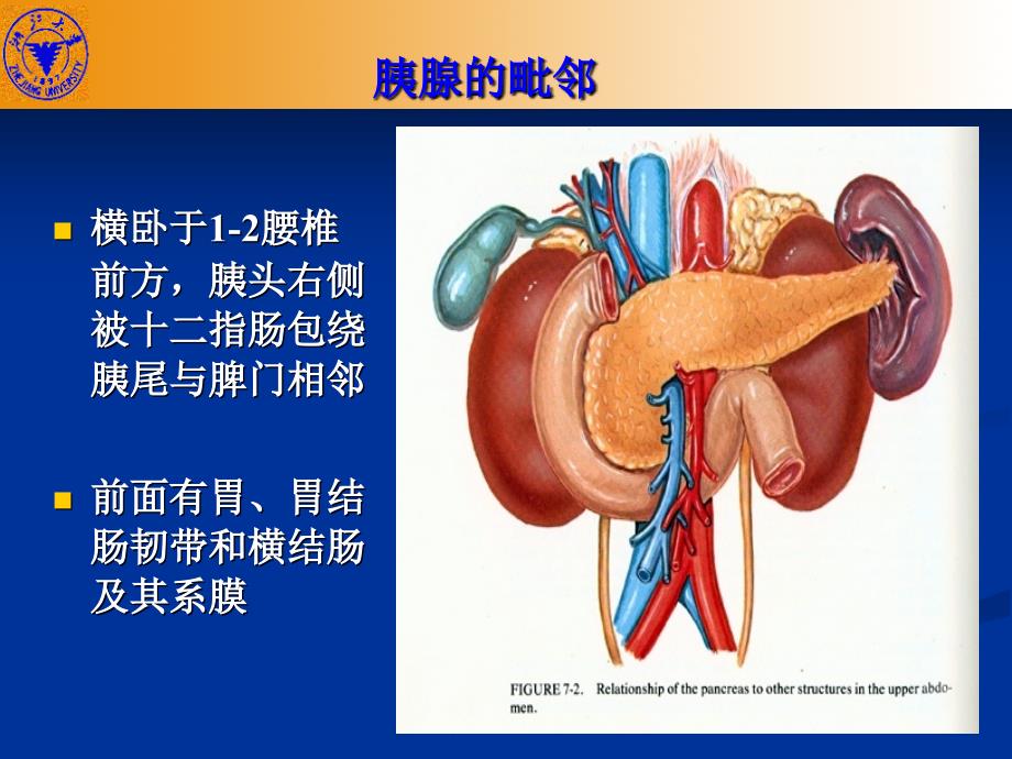 外科学教学课件：胰腺疾病_第3页