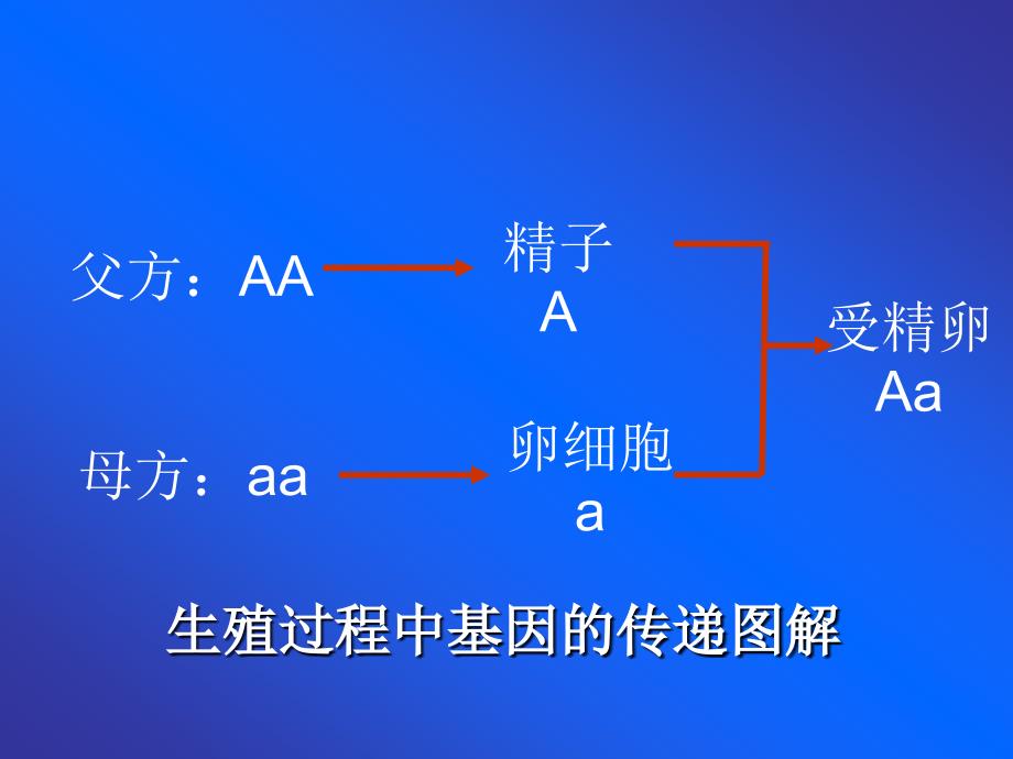 基因的显性和隐性_第2页