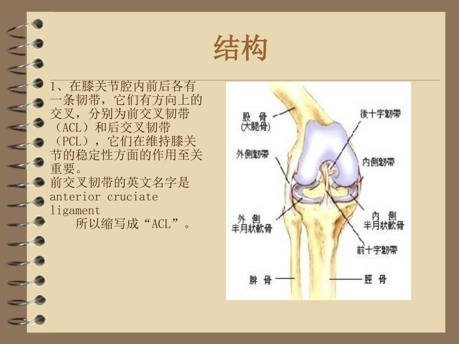 前交叉韧带损伤的护理_第5页