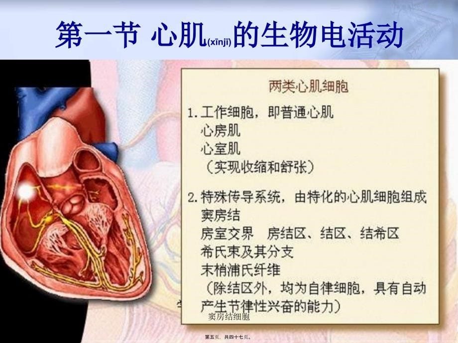 窦房结细胞课件_第5页