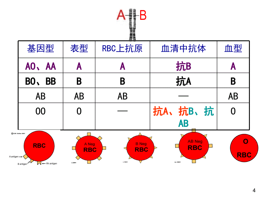 ABO血型系统_第4页