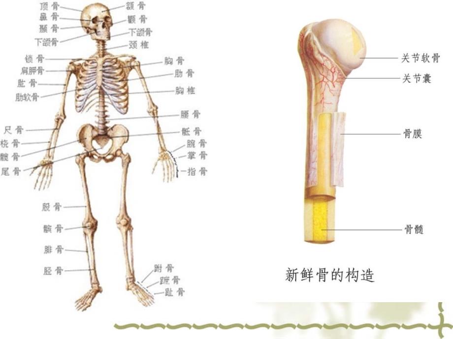 医学影像学：骨关节系统常用检查方法、正常表现、创伤_第2页