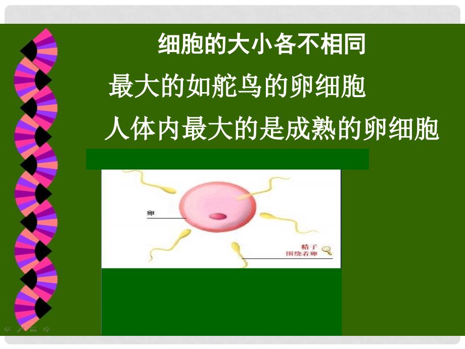 高一生物：第3章《细胞的结构和功能》课件01（苏教版必修1）_第3页