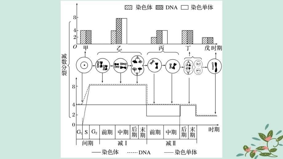 2019版高考生物二轮复习-专题三-细胞的生命历程-考点9-细胞分裂过程图像和坐标曲线的识别课件_第5页