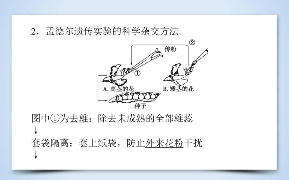 2019届一轮复习人教版孟德尔的遗传定律——基因分离定律课件_第3页