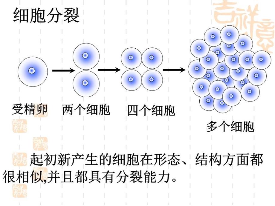 生物体的结构层次PPT课件_第4页