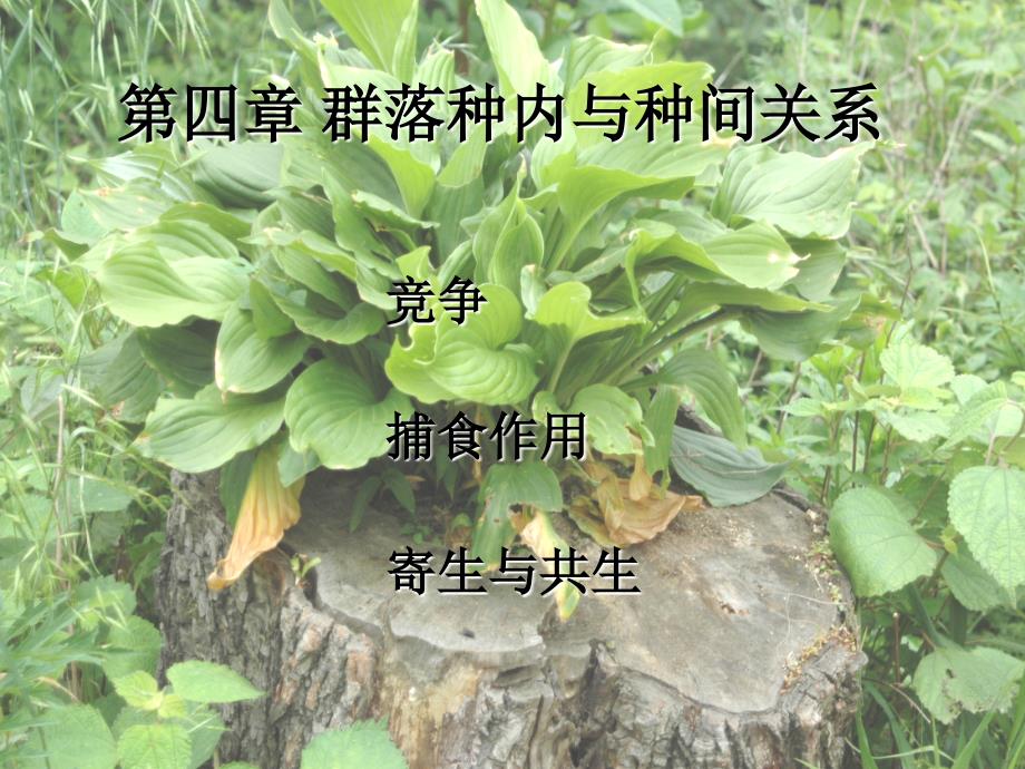 群落种内与种间关系_第1页