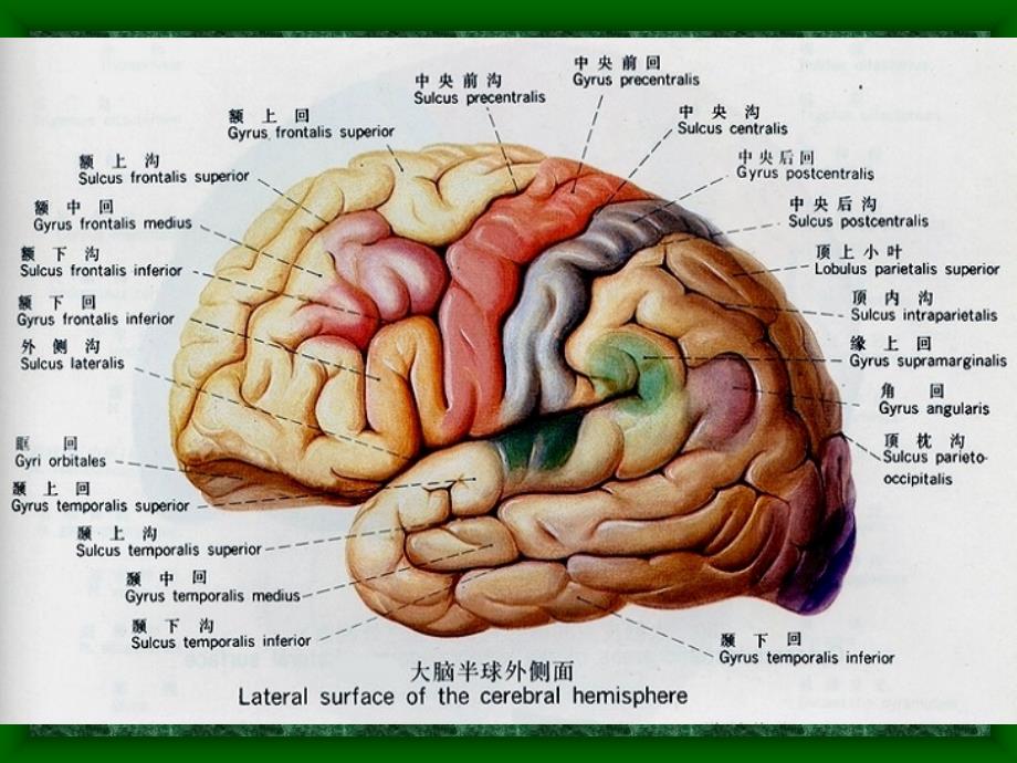 头部连续矢状断层解剖及m.ppt_第3页