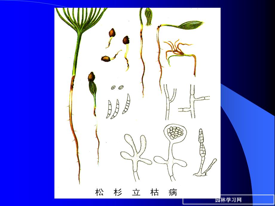 7苗木立枯病和猝倒病_第3页