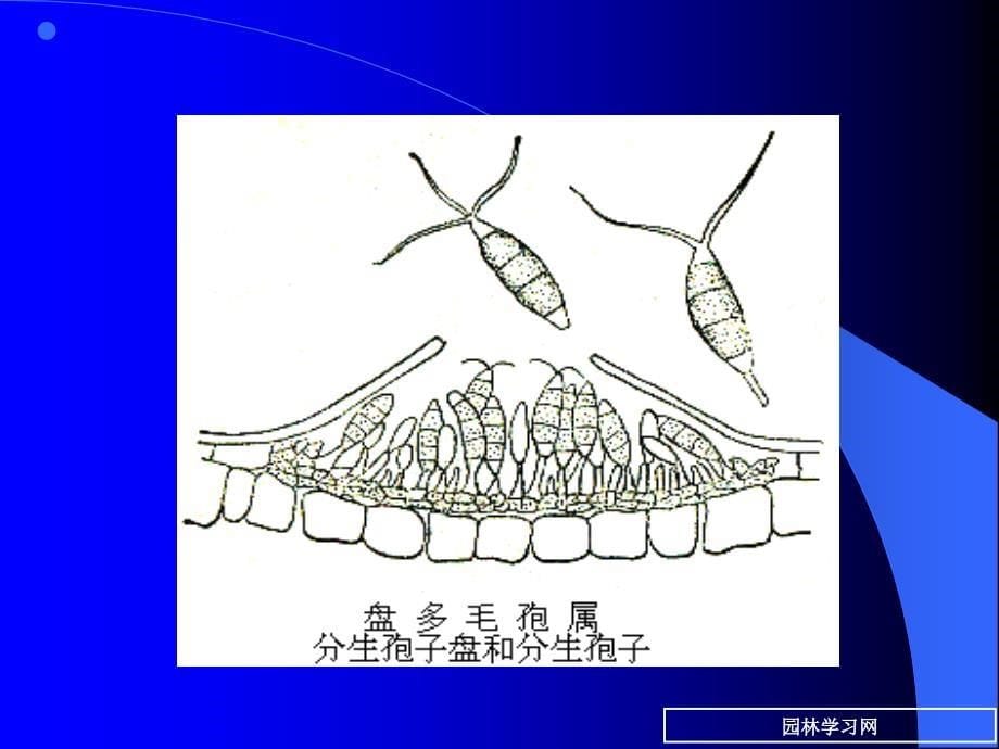 7苗木立枯病和猝倒病_第5页