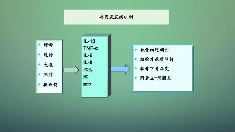 骨关节炎PPT干货干货分享_第5页