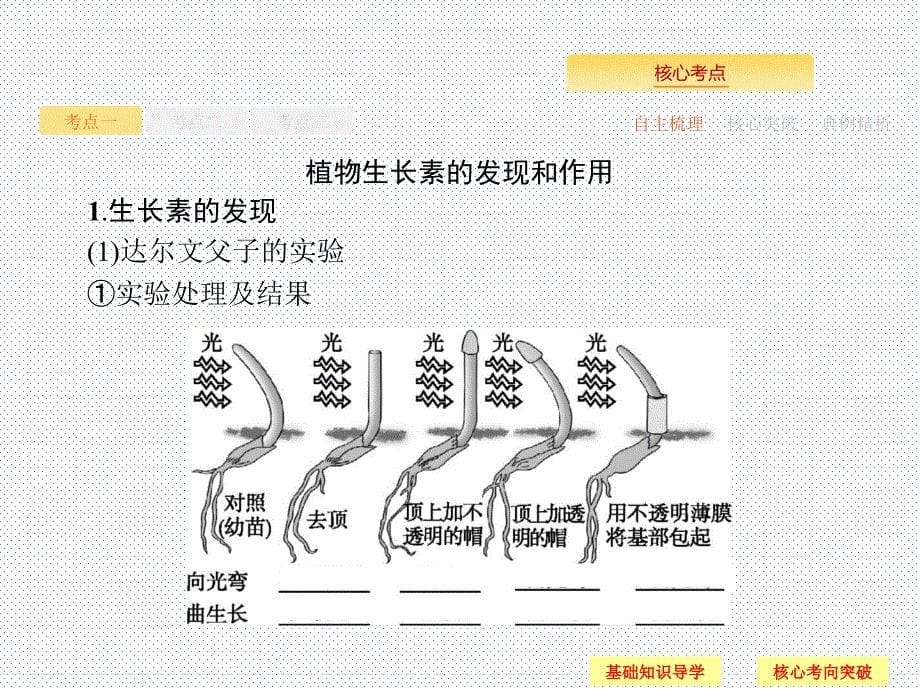 2019届一轮复习浙科版21植物生命活动的调节课件_第5页