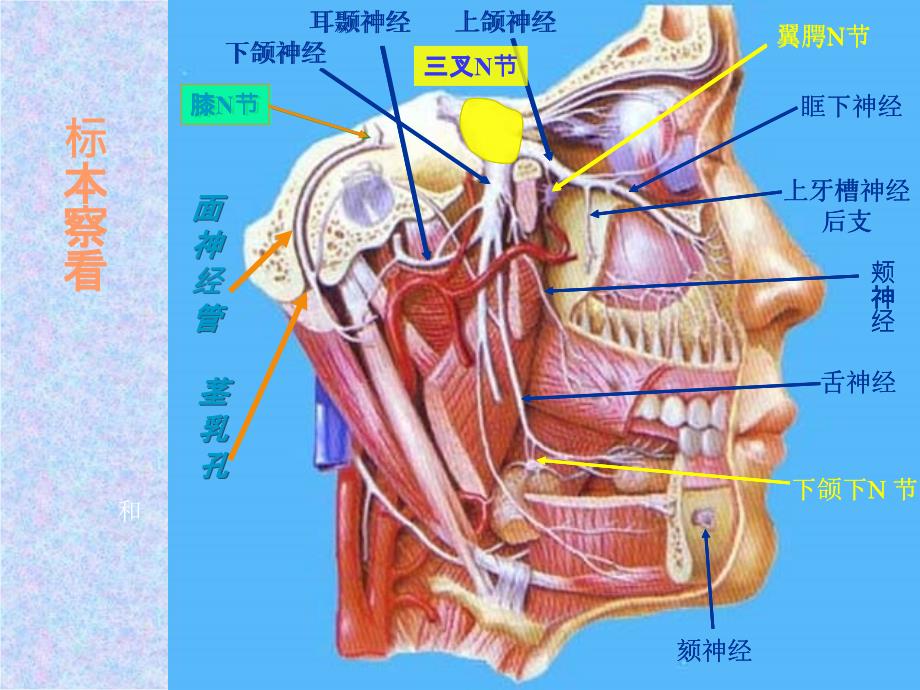 特发性面神经麻痹ppt课件_第4页