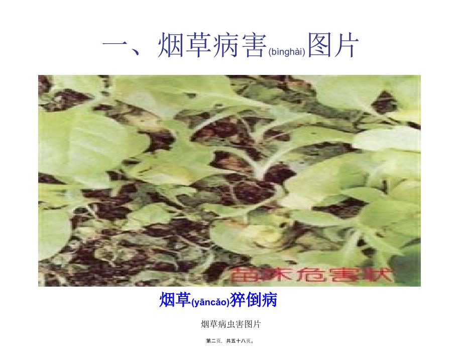 烟草病虫害图片课件_第2页