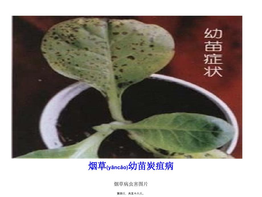 烟草病虫害图片课件_第4页