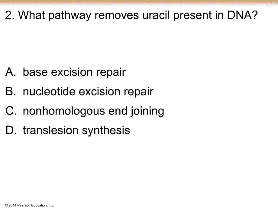 分子生物学资料：DNA repair_Questions_第3页