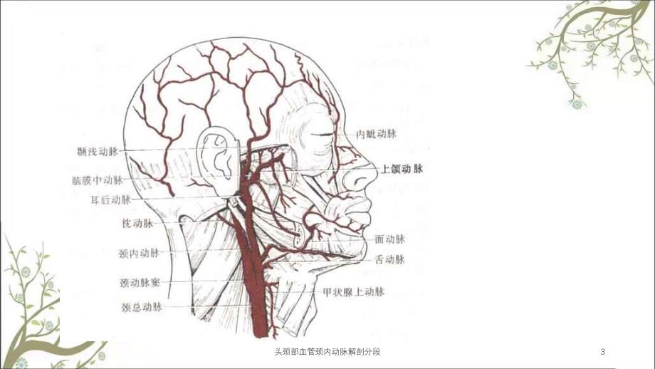 头颈部血管颈内动脉解剖分段_第3页