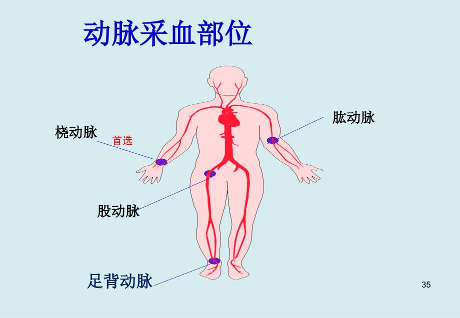 动脉采血部位解剖_第3页