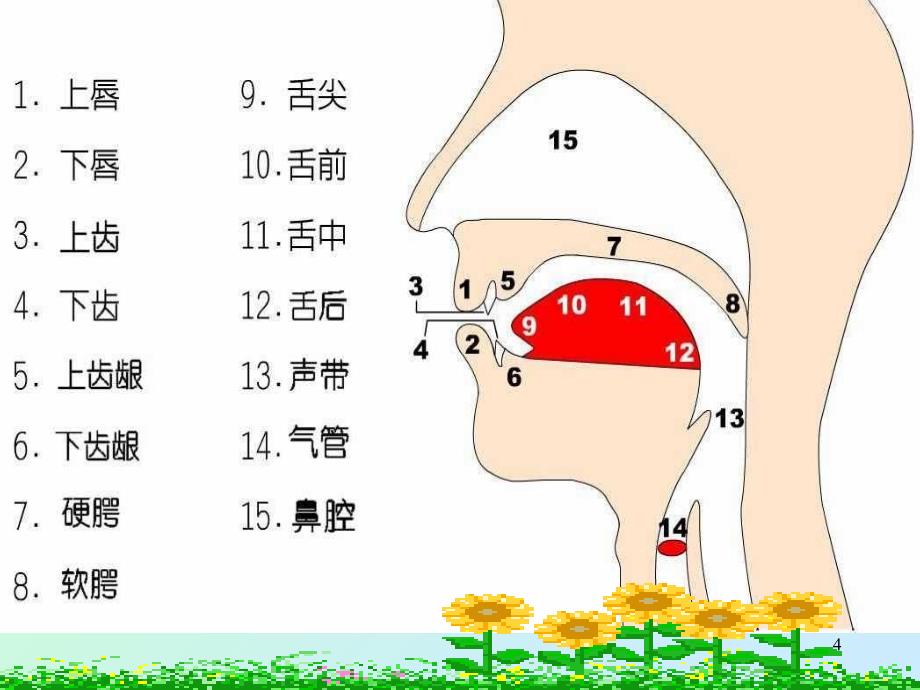 国际英语音标学习的课件PPT_第4页