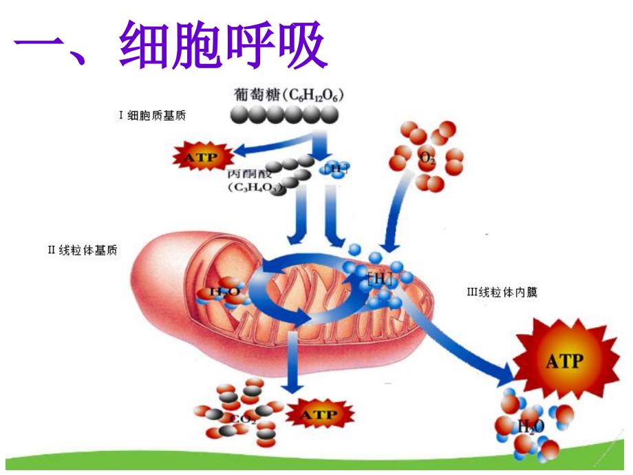 AT的主要来源──细胞呼吸(修改_第3页