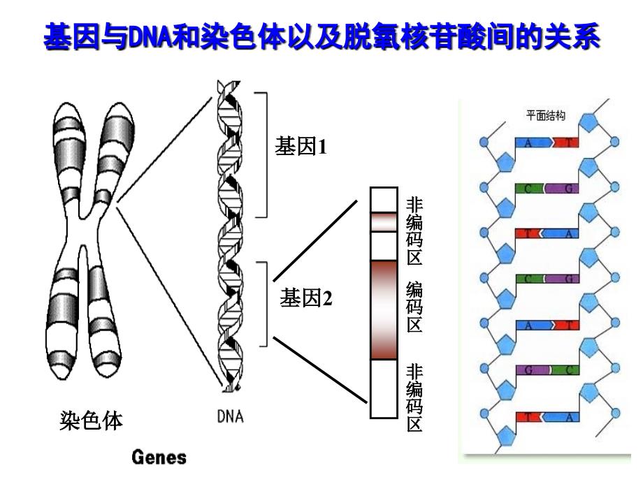 绝世好件基因指导蛋白质的合成基因的表达复习课件_第4页