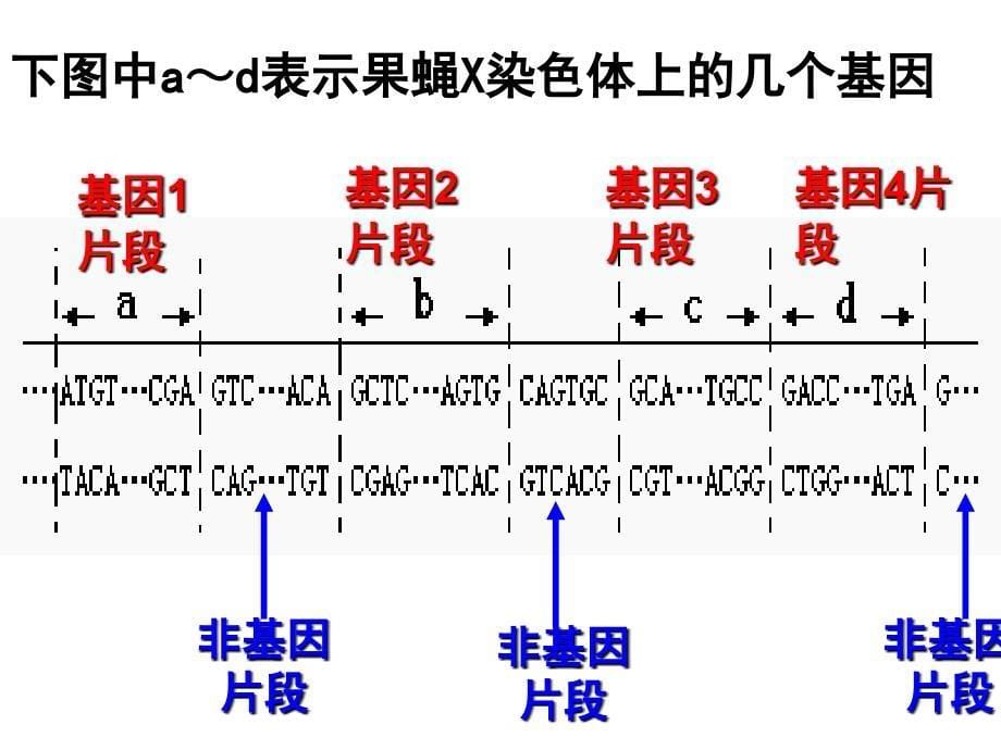 绝世好件基因指导蛋白质的合成基因的表达复习课件_第5页