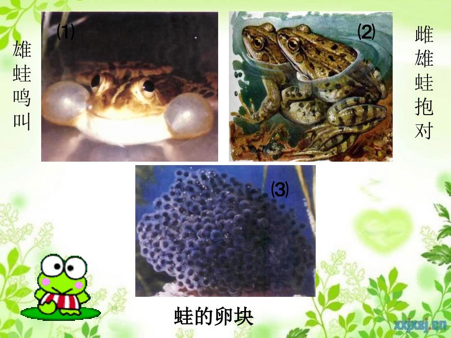 八年级生物上册两栖动物的生殖和发育课件济南版课件_第1页