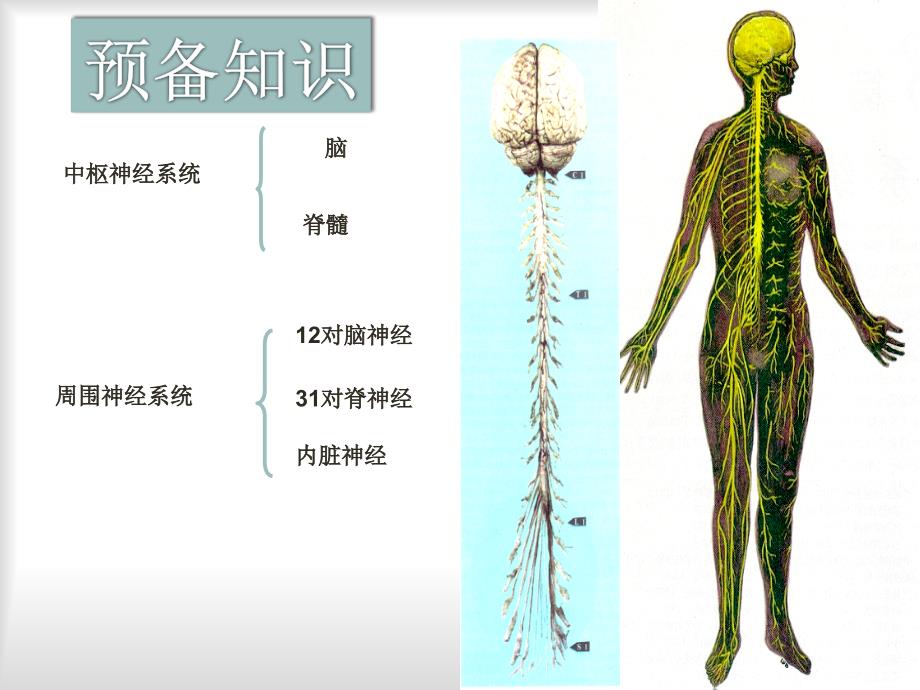 第六讲治疗中枢神经系统退行性疾病药_第4页