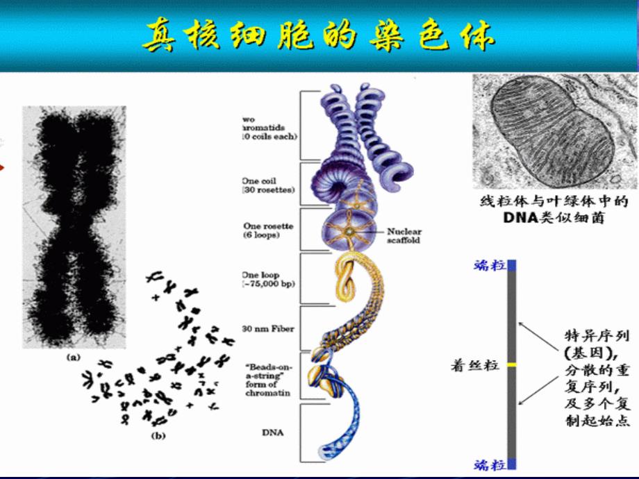 生物化学DNA的复制和修复ppt课件_第3页