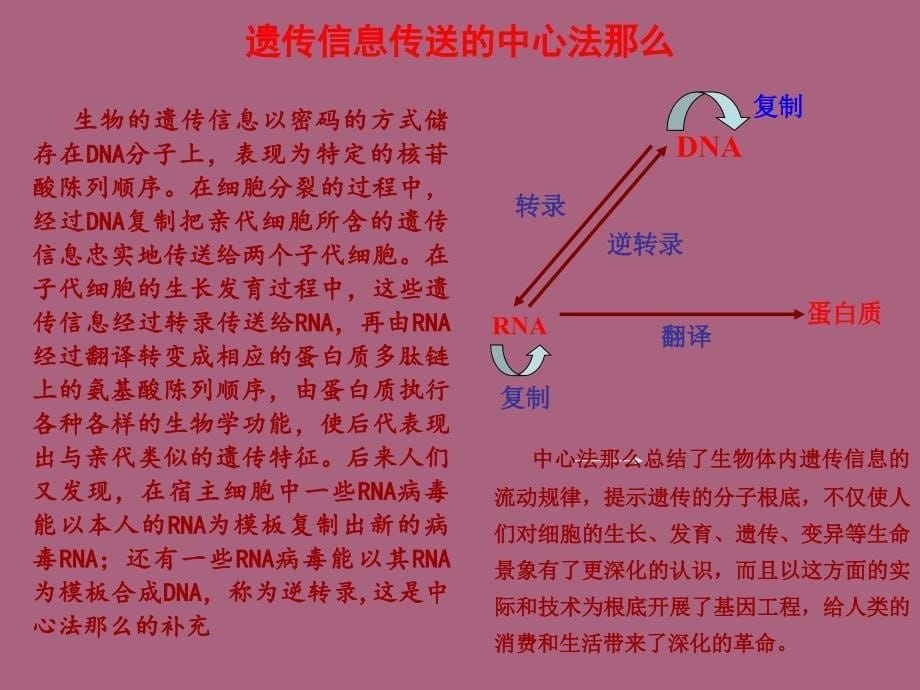 生物化学DNA的复制和修复ppt课件_第5页