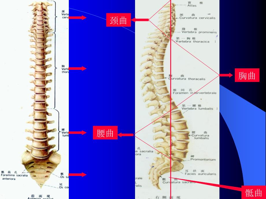 脊柱运动及生物力学课件_第3页