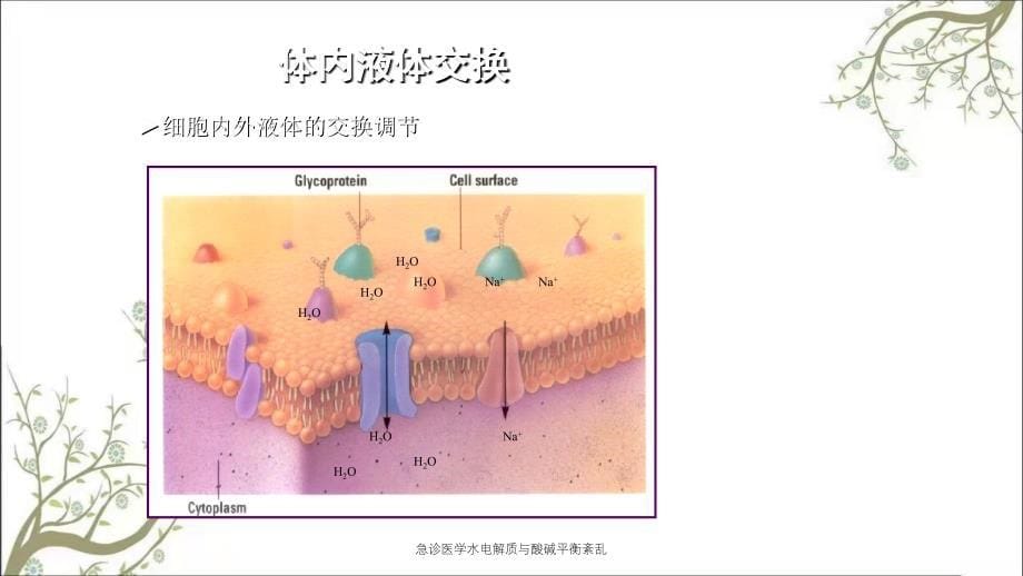 急诊医学水电解质与酸碱平衡紊乱课件_第5页